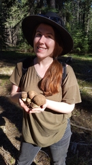 Butyriboletus primiregius