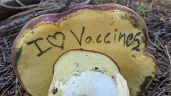 Butyriboletus primiregius