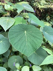 Homalanthus fastuosus