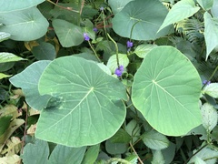 Homalanthus fastuosus