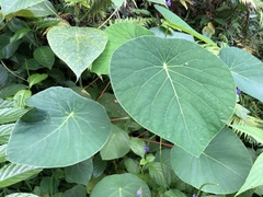 Homalanthus fastuosus