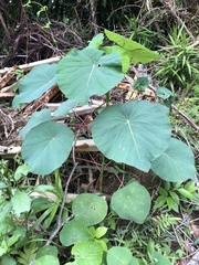 Homalanthus fastuosus