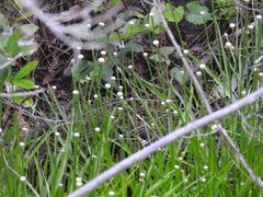 Eriocaulon decangulare image