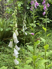 Digitalis purpurea