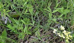 Baptisia bracteata leucophaea