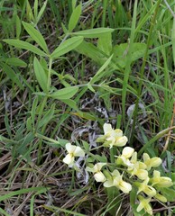 Baptisia bracteata leucophaea