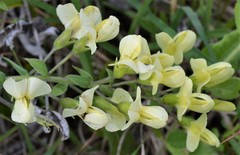 Baptisia bracteata leucophaea