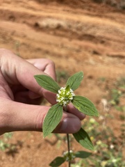 Spermacoce ocymoides