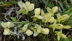 Baptisia bracteata leucophaea