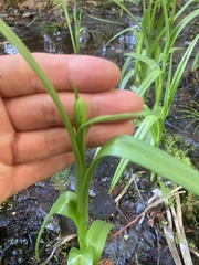 Platanthera huronensis