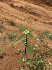 Spermacoce ocymoides