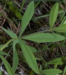 Baptisia bracteata leucophaea