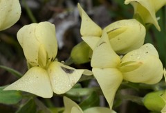 Baptisia bracteata leucophaea