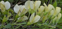 Baptisia bracteata leucophaea