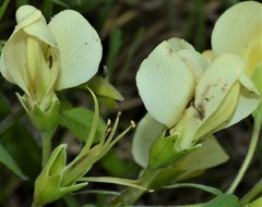 Baptisia bracteata leucophaea