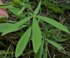 Baptisia bracteata leucophaea