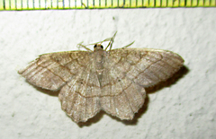 Chiasmia kilimanjarensis