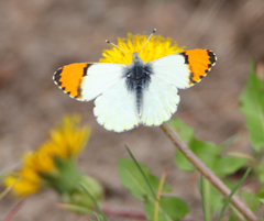 Anthocharis julia sulfuris