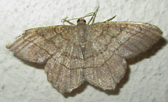 Chiasmia kilimanjarensis