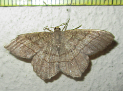 Chiasmia kilimanjarensis