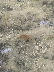 Lepomis peltastes