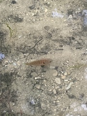 Lepomis peltastes