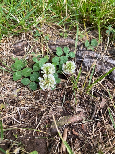 photo of White Clover (Trifolium repens)