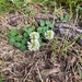 photo of White Clover (Trifolium repens)