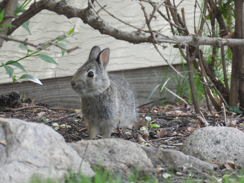Eastern Cottontail photographed in South Dakota