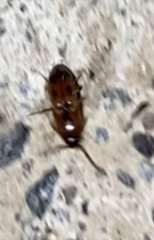 Aeolus mellillus
