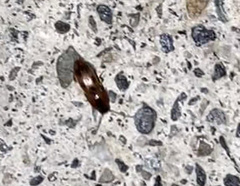 Aeolus mellillus