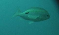 Caesioperca lepidoptera