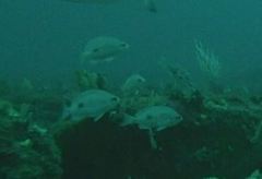 Caesioperca lepidoptera