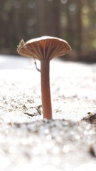 Pseudoomphalina