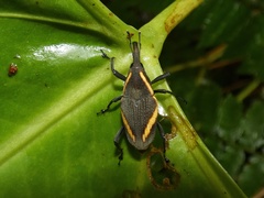 Cactophagus circumjectus