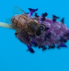 Apis mellifera