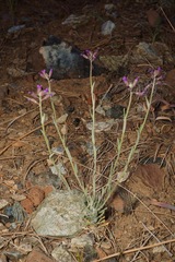 Boechera subpinnatifida