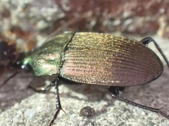 Chlaenius tomentosus