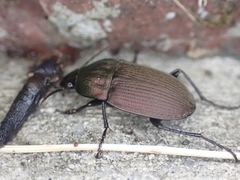 Chlaenius tomentosus