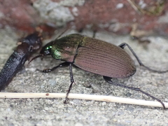 Chlaenius tomentosus