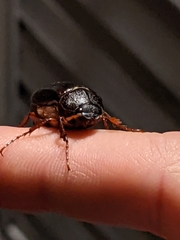 Phyllophaga marginalis