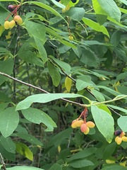 Oemleria cerasiformis