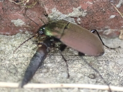 Chlaenius tomentosus