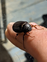 Phyllophaga marginalis