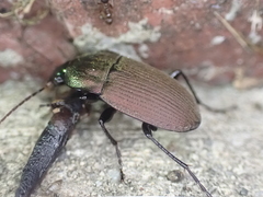 Chlaenius tomentosus