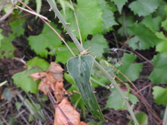 Smilax bona-nox image