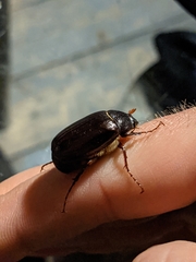 Phyllophaga marginalis