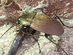 Chlaenius tomentosus