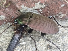 Chlaenius tomentosus