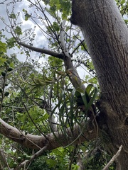 Tillandsia polystachia